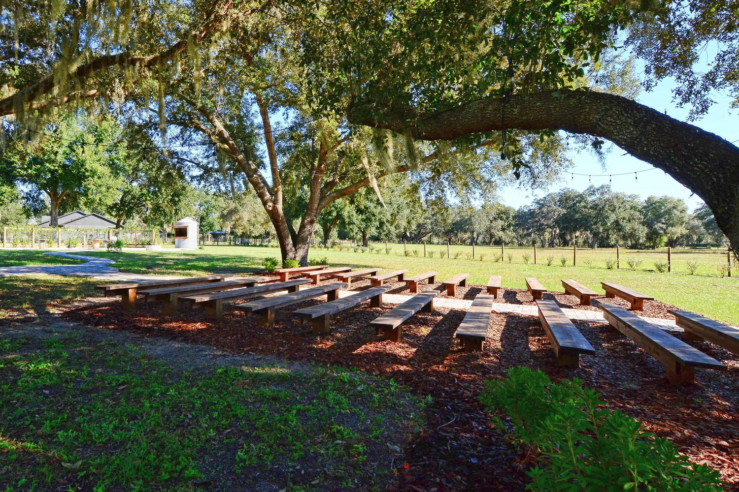 Wooden ceremony benches set in rows beneath a huge live oak